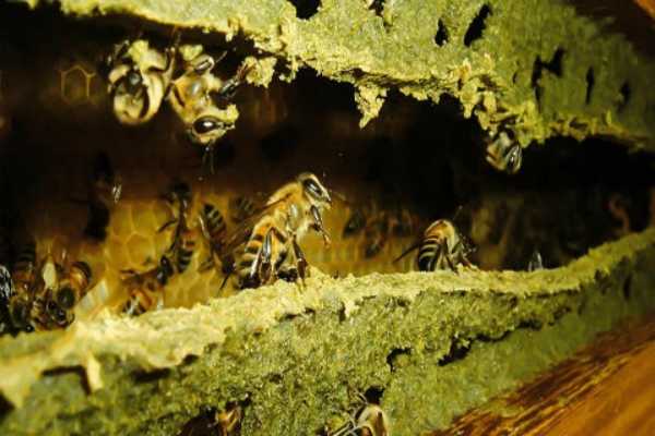 Keo ong là hỗn hợp ong mật thu thập từ nhựa cây, chồi cây