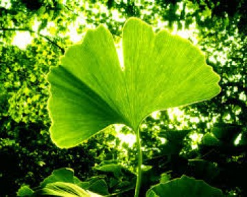 Bạch quả - Ginkgo biloba